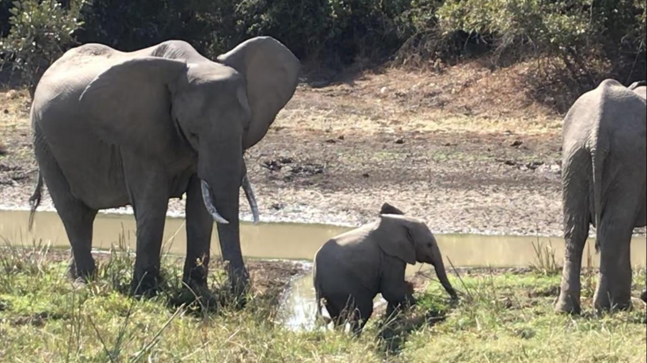 Marula Lodge Mfuwe ภายนอก รูปภาพ