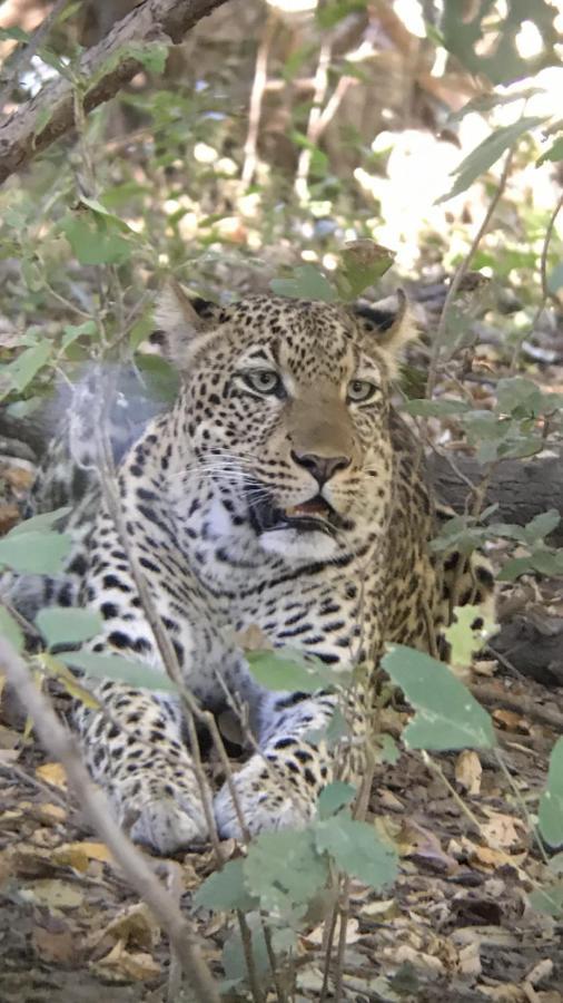 Marula Lodge Mfuwe ภายนอก รูปภาพ